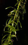 Brazilian waterweed